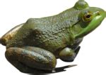 Frog Transparent PNG PNG, SVG Clip art for Web - Download Clip Art, PNG ...