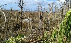 Aftermath Of Cyclone Pam Global Greengrants Fund