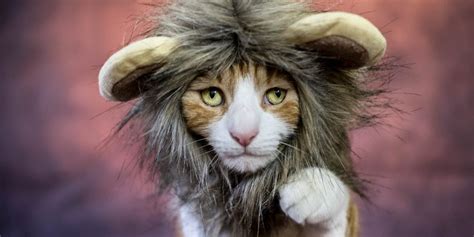 21 Best Halloween Costumes for Cats 2021 - Cute Cat Halloween Costume Ideas