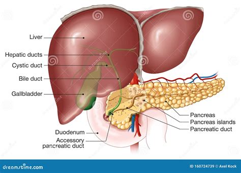 Liver Gallbladder And Pancreas Labeled Anatomical Illustration Stock