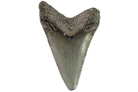 1.31" Baby Megalodon Tooth - Georgia For Sale (#83713) - FossilEra.com