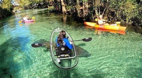 Clear Kayak Manatee Viewing Tour - $69 Per Person - Florida Tours and Activities | Florida Rick