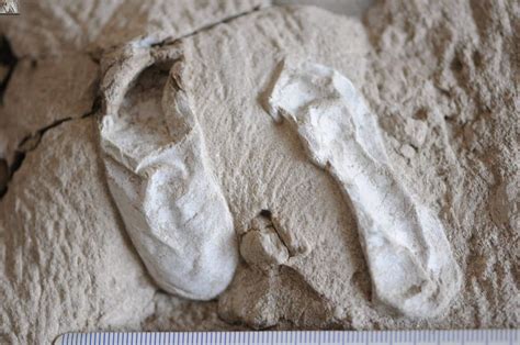 Hundreds Of Pterosaur Eggs Discovered In China Provide Insight Into