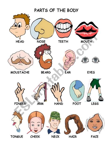 Parts Of The Body Ii Pictionary Set Of Esl Worksheet By Danielr