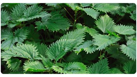 Stinging Nettle: 5 Benefits, Dosage, & Safety | The Botanical Institute