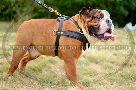 Super Light Weight Trackingpulling Leather Dog Harness For English