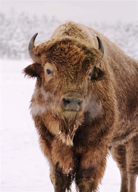 White Bison | Bearizona