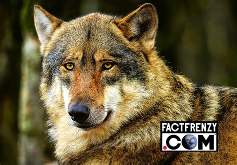 facts  wolves fact frenzy