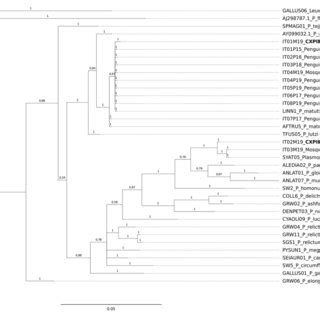 Bayesian Tree Of N 36 Mitochondrial Cyt B Sequences Of Plasmodium