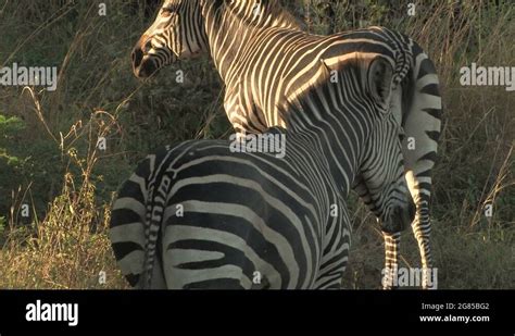 Zebra african stripes Stock Videos & Footage - HD and 4K Video Clips ...