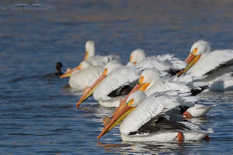 Adult American White Pelican Flock At Bear River Mia Mcphersons On