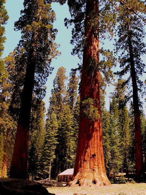 Giant Yosemite Redwood Trees Photograph By Jeff Lowe Pixels