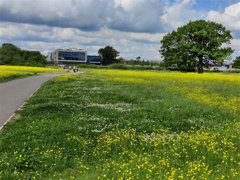 Path Through The Buttercups On The Mat Fascione Geograph