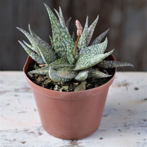 Aloe Variegated Hybrid Fatty Plants Nursery