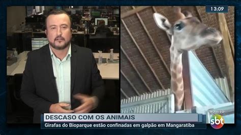 Seis Meses Ap S Morte De Tr S Animais Girafas Importadas Da Frica