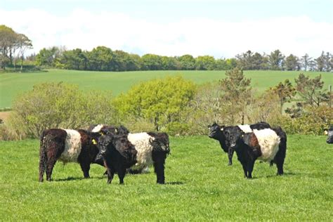 Belted Galloway Cows stock image. Image of farmyard, rare - 5277501