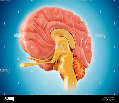 Sezione Centrale Sagittale Del Cervello Umano Immagini E Fotografie