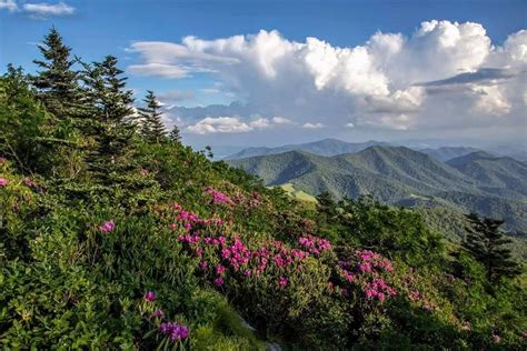 Roan Mountain Tn Mount Rainier Mountains Natural Landmarks Nature