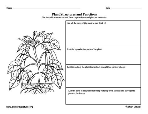 14 Best Images of Plant Classification Worksheet - Plant Tissue ...