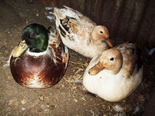 6+ Snowy call duck eggs. | BackYard Chickens