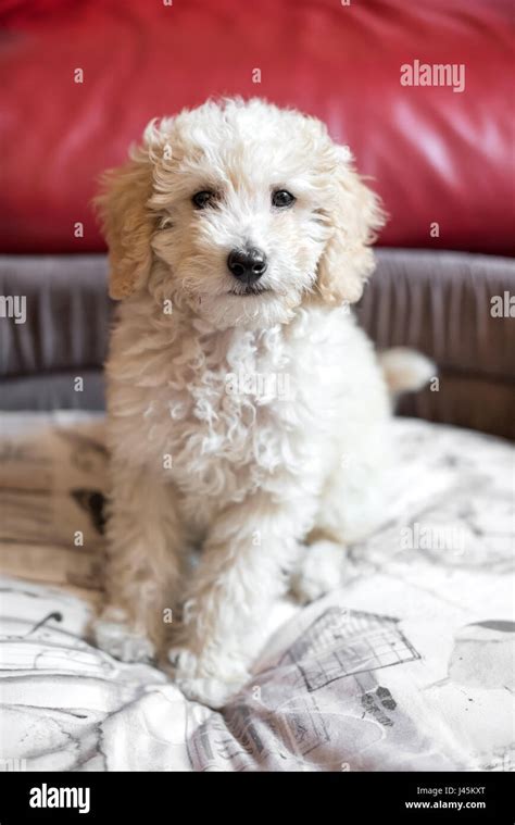 Cute Shaggy Little Cream Toy Poodle Puppy Sitting On A Comfy Bed