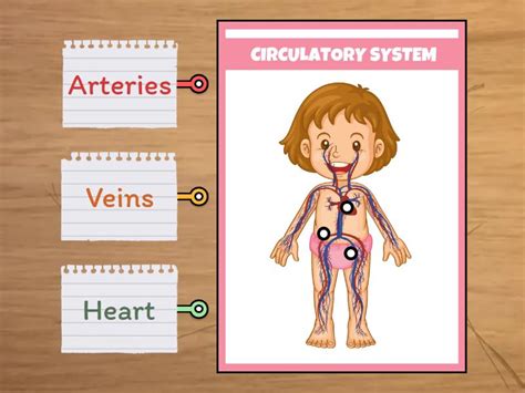 CIRCULATORY SYSTEM - Labelled diagram