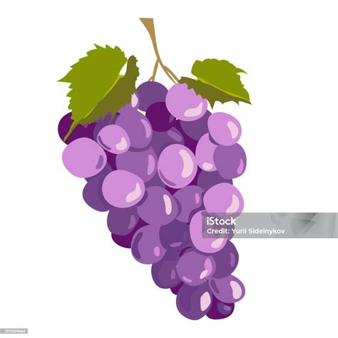 anggur hitam terisolasi  latar belakang putih ilustrasi vektor