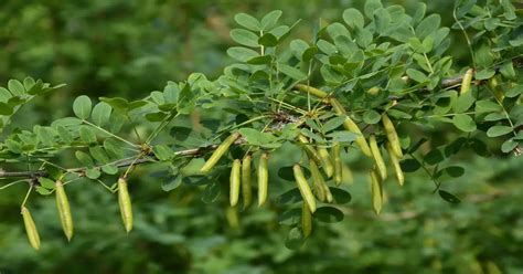 Siberian Pea Tree Care (Caragana arborescens) - GIY Plants