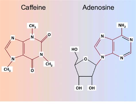 Chemical Structure Of Caffeine And Adenosine Depicted Are The Chemical