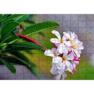 Cakapuzzle Cakapuzzle Beyaz Sar Plumeria I E I G Rseli Puzzle Yapboz