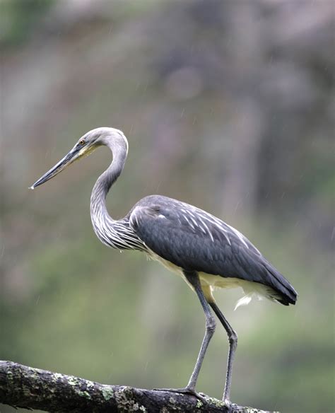 White Bellied Heron. - Little Bhutan