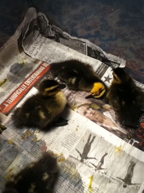 Awesome Facer Had a Farm: Rouen Ducklings: Week 1