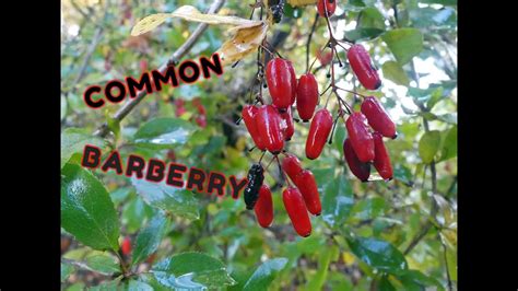 Common Barberry An Edible Wild Berry That Packs A Nutritional Punch