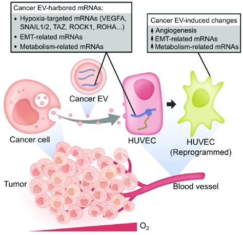 Summary Model Cancer Cell Derived Evs Carry Diverse Mrnas Including Download Scientific