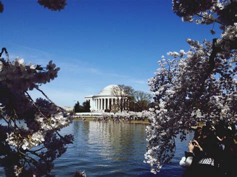 Premium Photo | Cherry blossom and jefferson memorial