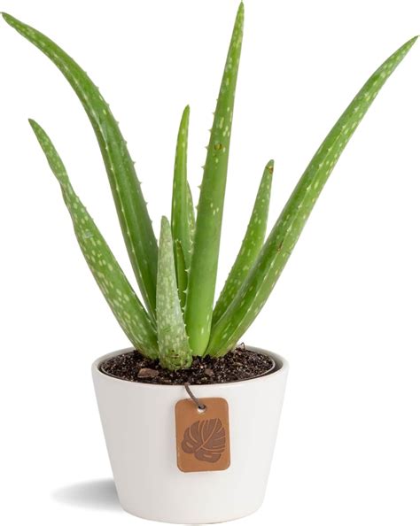 Amazon Costa Farms Aloe Vera Live Succulent Plant Easy To Grow