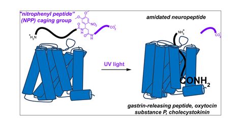 A Biomimetic C Terminal Extension Strategy For Photocaging Amidated