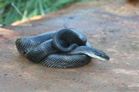 Black Rat Snake (Pantherophis obsoletus) - Psychotic Nature