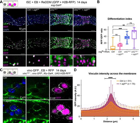 Vinculin Recruitment To α Catenin Halts The Differentiation And