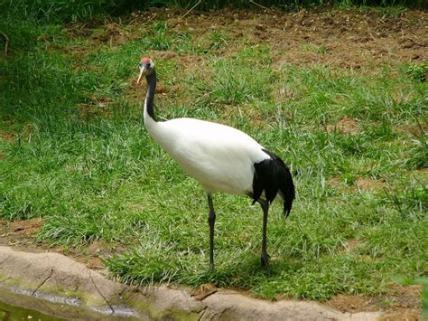 The Online Zoo Red Crowned Crane