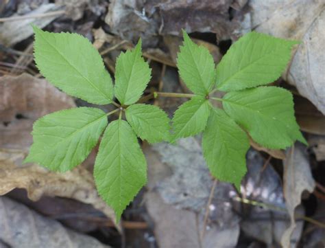 Ginseng Identify That Plant