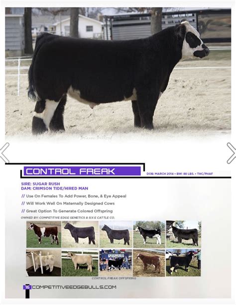 Schweer Show Cattle Iowa Competitive Edge Genetics