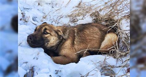 El Cachorro Callejero Fue Atropellado Por Un Autom Vil Qued Inm Vil