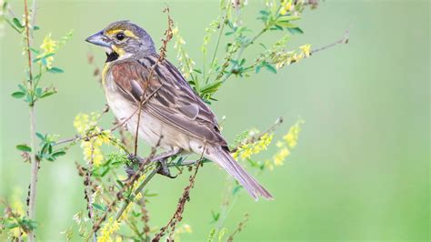 Dickcissel | Audubon Field Guide