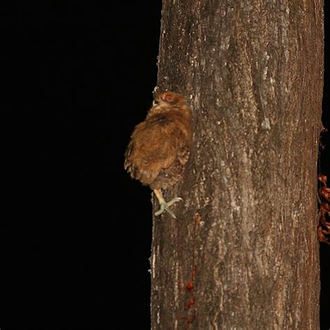 Philippine Scops Owl Project Noah