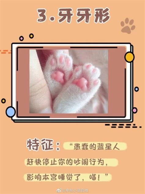 养猫攻略 从猫爪判断猫咪性格 知乎