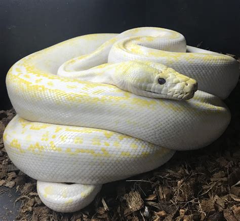 White Albino Snake