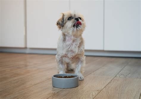 Best Dry Puppy Foods in 2024: Reviews & Top Picks - BPF