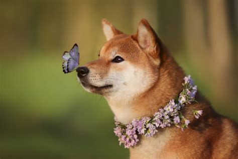 What a Butterfly on the Nose Isn't...