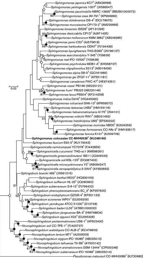 Phylogenetic Analysis Based On 16s Rrna Gene Sequences Of Sphingomonads